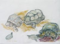 Pasteltekening Artis